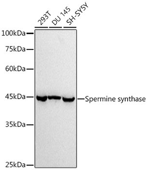 Spermine synthase Rabbit Monoclonal Antibody