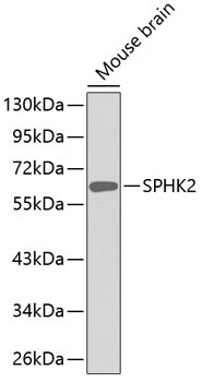SPHK2 Rabbit Polyclonal Antibody