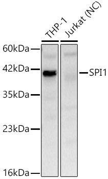 SPI1 Rabbit Polyclonal Antibody