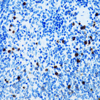 SPN Rabbit Polyclonal Antibody - Image 4