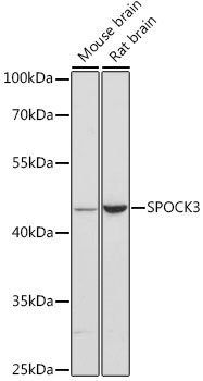 SPOCK3 Rabbit Polyclonal Antibody