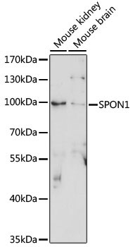 SPON1 Rabbit Polyclonal Antibody
