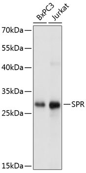 SPR Rabbit Polyclonal Antibody