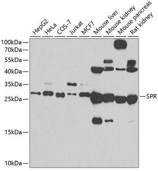 SPR Rabbit Polyclonal Antibody