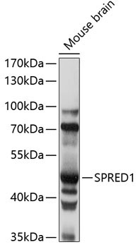 SPRED1 Rabbit Polyclonal Antibody