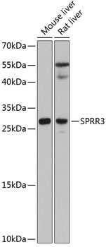 SPRR3 Rabbit Polyclonal Antibody
