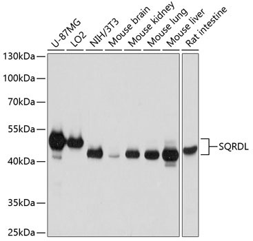 SQRDL Rabbit Polyclonal Antibody