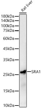 SRA1 Rabbit Polyclonal Antibody
