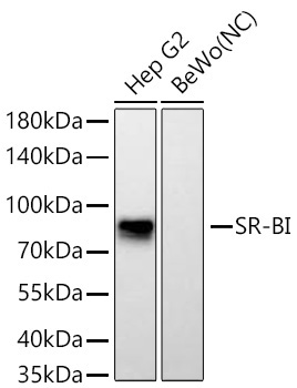 SR-BI Rabbit Monoclonal Antibody