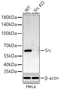 Src Rabbit Polyclonal Antibody