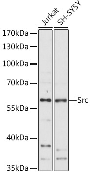 Src Rabbit Polyclonal Antibody