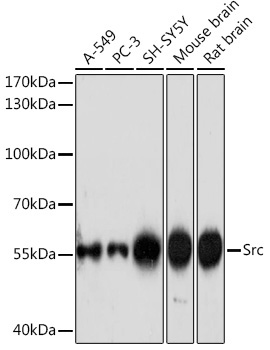 Src Rabbit Polyclonal Antibody