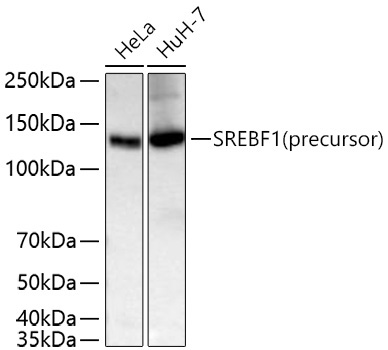 SREBF1 Rabbit Polyclonal Antibody