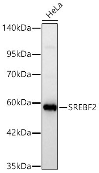 SREBF2 Rabbit Polyclonal Antibody