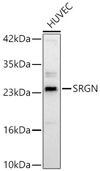 SRGN Rabbit Polyclonal Antibody