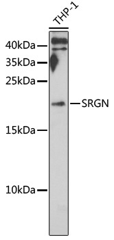 SRGN Rabbit Polyclonal Antibody