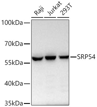 SRP54 Rabbit Monoclonal Antibody