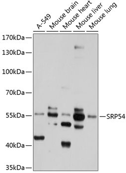 SRP54 Rabbit Polyclonal Antibody