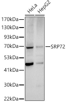 SRP72 Rabbit Polyclonal Antibody