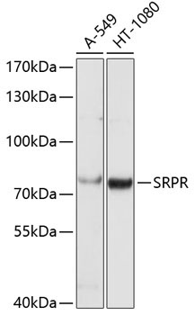 SRPR Rabbit Polyclonal Antibody