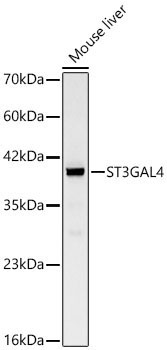 ST3GAL4 Rabbit Polyclonal Antibody
