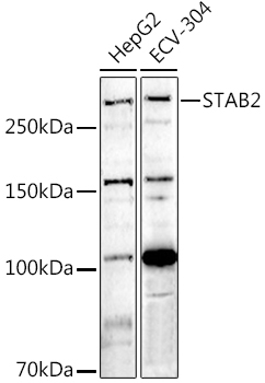 STAB2 Rabbit Polyclonal Antibody