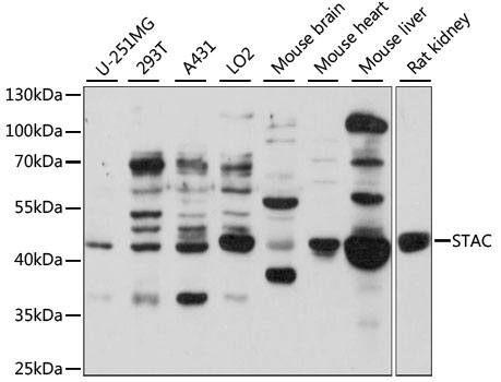 STAC Rabbit Polyclonal Antibody
