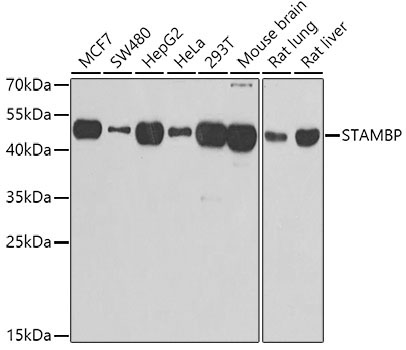 STAMBP Rabbit Polyclonal Antibody