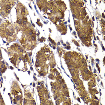 STAMBP Rabbit Polyclonal Antibody - Image 3