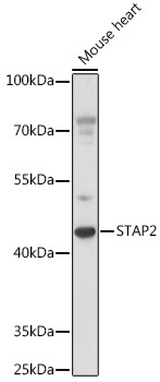 STAP2 Rabbit Polyclonal Antibody