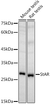 StAR Rabbit Polyclonal Antibody