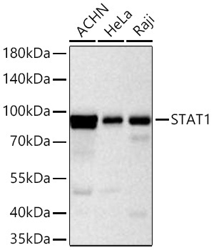 STAT1 Rabbit Monoclonal Antibody