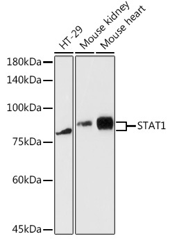 STAT1 Rabbit Polyclonal Antibody