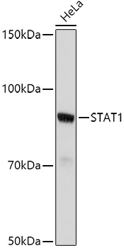 STAT1 Rabbit Polyclonal Antibody