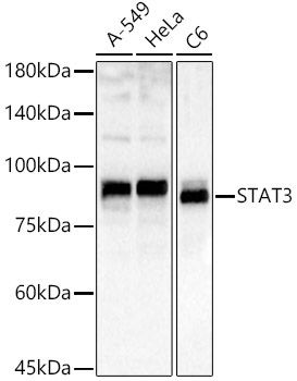 STAT3 Rabbit Polyclonal Antibody