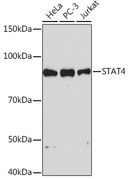 STAT4 Rabbit Monoclonal Antibody