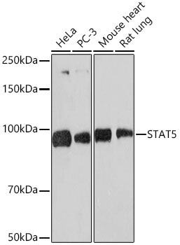 STAT5 Rabbit Monoclonal Antibody