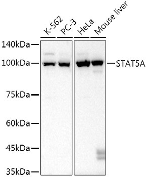 STAT5A Rabbit Monoclonal Antibody