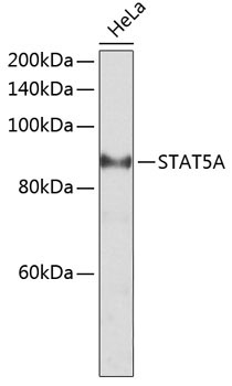STAT5A Rabbit Polyclonal Antibody