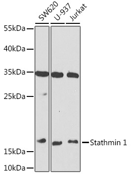 Stathmin 1 Rabbit Polyclonal Antibody