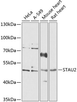 STAU2 Rabbit Polyclonal Antibody