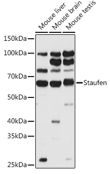 Staufen Rabbit Polyclonal Antibody