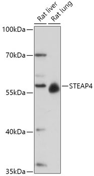 STEAP4 Rabbit Polyclonal Antibody