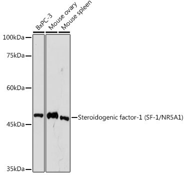 Steroidogenic factor-1 (SF-1/NR5A1) Rabbit Monoclonal Antibody