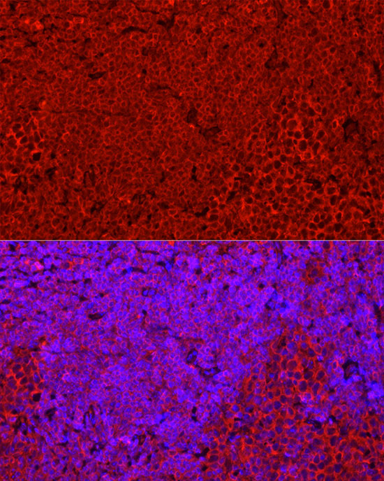 STING/TMEM173 Rabbit Polyclonal Antibody - Image 2