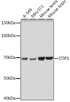 STIP1 Rabbit Monoclonal Antibody
