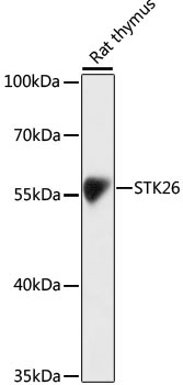 STK26 Rabbit Polyclonal Antibody