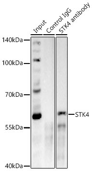 STK4 Rabbit Polyclonal Antibody
