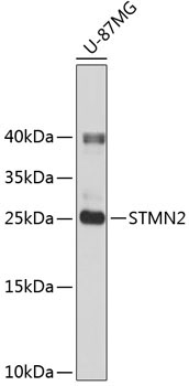 STMN2 Rabbit Polyclonal Antibody
