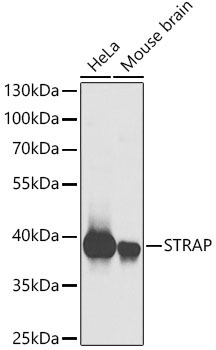 STRAP Rabbit Polyclonal Antibody